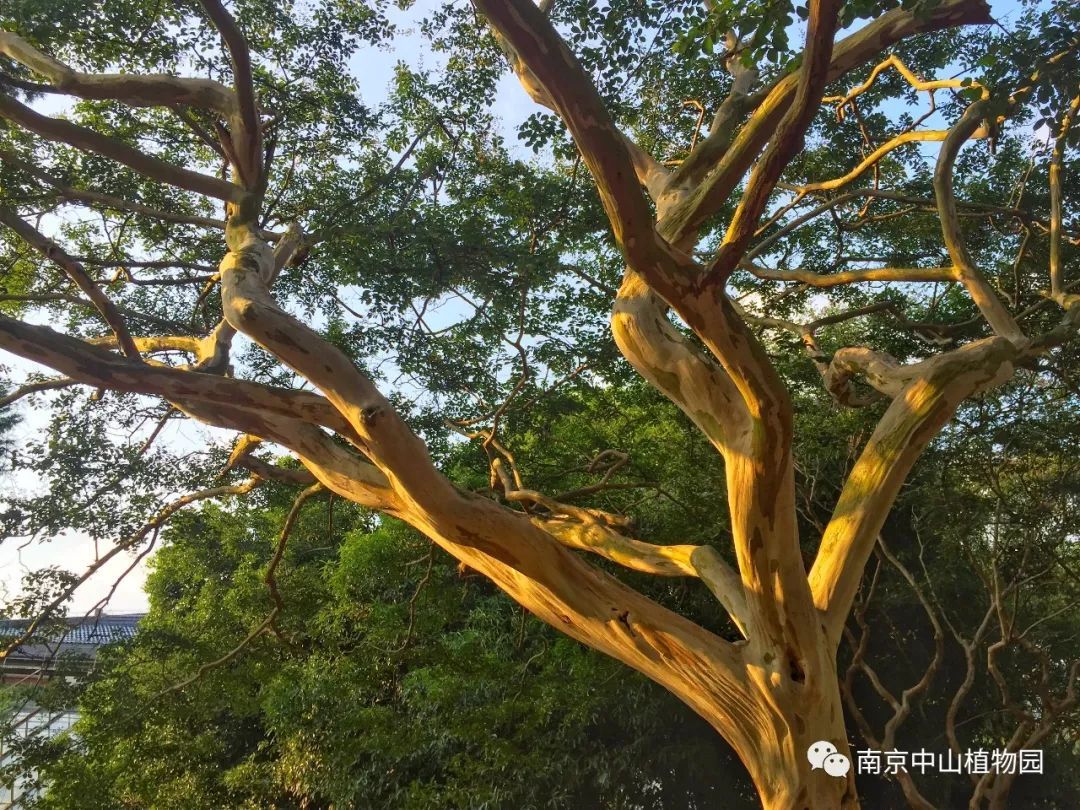 【星空官网】伞组词有哪些,伞组词有哪些(图2) 星空官网